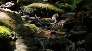 Steady Heart Lyric Video - Steffany Gretzinger