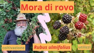 mora di rovo