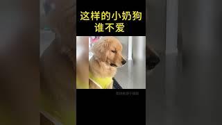 这样的小奶狗谁不爱 #萌宠 #宠物 #治愈系