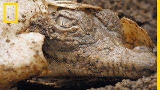 La fascinante éclosion des œufs de crocodile américains