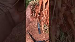 Massive Carrot Harvest here on the Southside of Jamaica #shorts #shortsviral #subscribe