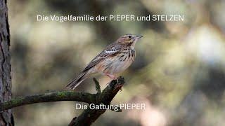 Die Pieper - alle einheimischen Arten auf einen Blick