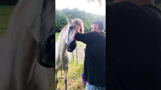 Head rubs are the best #horse #horsesaremylife #equestrian #ilovemyhorse #spanishhorse