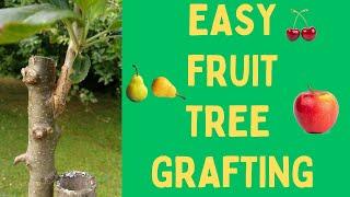 Easy Fruit Tree Grafting *PLUS* free rootstocks!