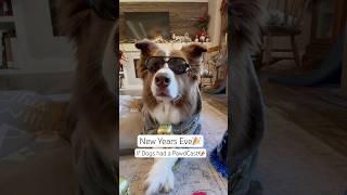 Welcome to the New Years Eve Pawdcast Podcast #podcast #goldenretriever #newyearseve #dogskit