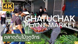 ตลาดต้นไม้จตุจักร แคคตัส 26 กันยายน 2567 Chatuchak Plant Market チャトゥチャック市場 バンコク 짜뚜짝꽃시장 방콕 태국 サボテン