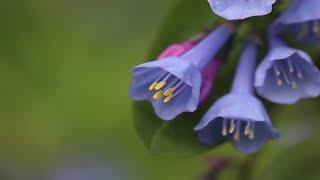 Ohio's Poland Municipal Forest Wildflowers: Spring Ephemerals