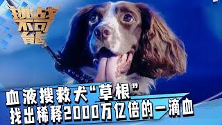 血液搜救犬“草根” 找出稀释2000万亿倍的一滴血 震撼人心！| 挑战不可能 Impossible Challenge