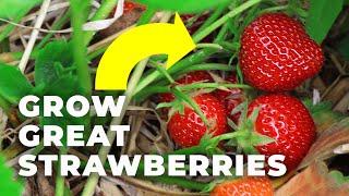 How to Grow Strawberries for BIG HARVESTS and Healthy Plants