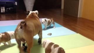 [Do9loveTV] Babies cute English bulldog playtime잉글리쉬불독도꾸의아기들의놀이시간