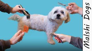 How to cut a dog's hair? A basic Grooming tutorial - Wookidog 4K Malshi Dog Grooming Video