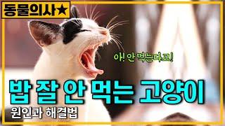 고양이가 밥을 잘 먹지 않는 원인과 해결법 [수의사가 정해드림]