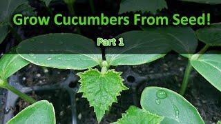 How To Grow Cucumbers Part 1 - Seeding!