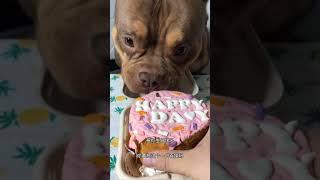 ASMR PitBull Eating Show | Funny Pets Eating for Dinner & Breakfast  #PitBull #Shorts