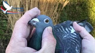 Pigeoncom auction Schalkwijk Pigeons