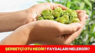 Şerbetçi Otu Nedir? Faydaları Nelerdir?