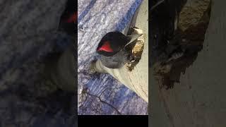 Black woodpecker. Дятел желна. #birds #wildlife #nature #shots
