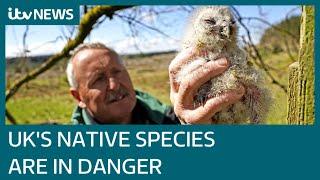 UK among worst countries in the world for protecting native animals and plants | ITV News