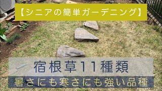 【簡単ガーデニング】初心者向きの宿根草 購入しました/ 全11種類/ 耐寒性宿根草/ 耐暑性宿根草