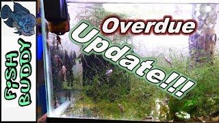 Bristlenose Fry Update 55 Gallon Hospital tank Introduction
