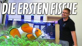 Die ersten FISCHE im ANFÄNGERBECKEN - PlanktonPlus Aquaristik