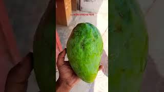 ২ কেজি ওজনের রাজশাহীর আম।