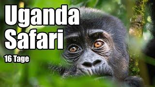 16 Tage Safari Uganda mit Berggorillas Trekking Bwindi, Rundreise durch QEP & Murchison NP, Gorilla