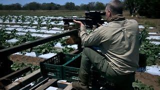 Thermal hog hunting. Darwin, Northern Territory Australia