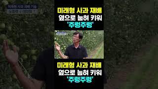 [한국농수산TV] 미래형 사과 재배 옆으로 눕혀 키워 '주렁주렁'