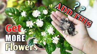 BEST FERTILIZERS to Get Maximum Arabina Jasmine Flower