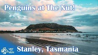  Penguins, Waterfalls & Epic Views in Stanley, Tasmania! | Full Time Travelling Australia