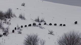 Dev Azılı Yaban Domuzu Avı / Giant Fierce Boar Hunt