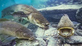 Unterwasser Livebiss  Wels Angeln mit Köderfisch