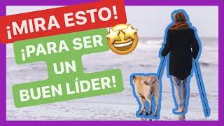 5+1 CONSEJOS para CONVERTIRTE en un BUEN LÍDER para tu PERRO  [FUNCIONA!] 