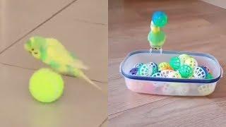 BEST of FUNNY and CUTE Budgies parrot compilation