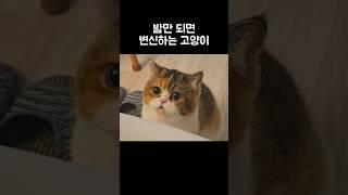 밤만 되면 다른 고양이로 변신함ㅋㅋ