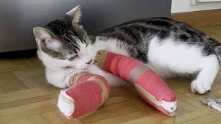 Cat fitted with two casts after surviving a seven-storey fall | SWNS