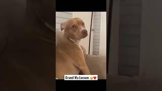 DOG’S REACTION TO GRAND MA PREACHING 