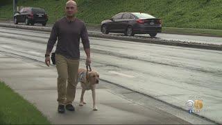 Service Dogs Specialize In Helping Veterans With Post-Traumatic Stress