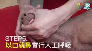 寵物心肺復甦急救術CPR