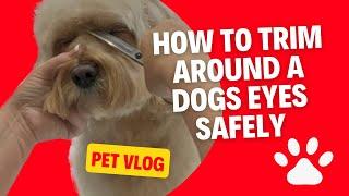 How To Safely Trim Your Dog's Eyes: Easy Grooming Tips For Pet Owners | WendysPetSalon.co.uk