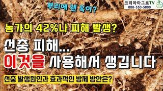 농가의 큰 골칫거리 "선충" 이걸 사용하면 안됩니다.