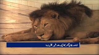 One more Lion died in Lahore zoo | SAMAA TV