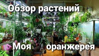 Обзор растений / Моя цветочная оранжерея в квартире