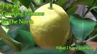 Tip on Growing Lemons in the North