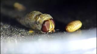 Hoverfly Emerging