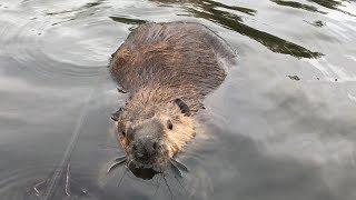 BEAVER TRAPPING --THE DAM BREAK SET