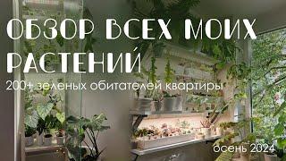 Моя коллекция комнатных растений: 200+ зеленых обитателей в квартире.