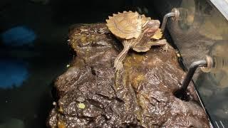 Map turtle