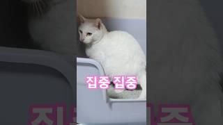 우울할때 역시! #우울할때 #똥 #집중력 #귀여운고양이